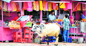 Stray cattle outside the Mahamaya temple in Jammu on Sunday. 