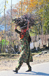 An elderly woman carries firewood on her head at Pahalgam in Anantnag district on Sunday