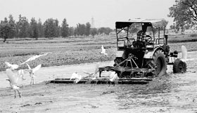 A farmer in Jalandhar prepares his fields for growing paddy.