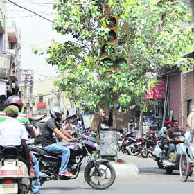 Behind the scenes: Traffic lights, hidden in the branches of a tree on the Jail road in Jalandhar, are not always quite visible to the motorists