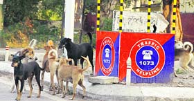 Stray dogs roam on a road in Jalandhar