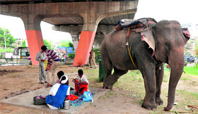 Mahouts along with their elephant take rest under a flyover near the Dogra Chowk in Jammu on Monday.