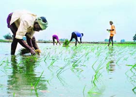 A labourer in Rajpura transplants paddy on the first day of the sowing season on Monday