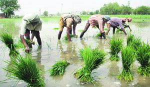 Labourers transplant paddy in a Jalandhar village on Tuesday.