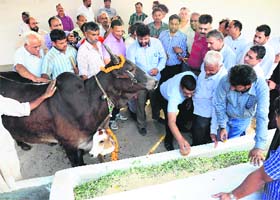 MC Commissioner Vivek Pratap Singh inaugurates the new block of the cowshed in Sector 45, Chandigarh, on Wednesday