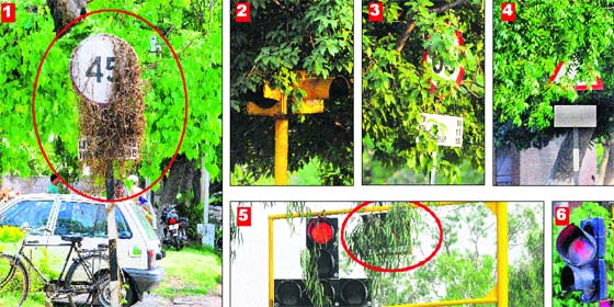 Systematic Chaos: (1) A speed limit signboard covered with wild grass in Sector 8; (2) Traffic lights covered with tree leaves in Sector 9 A; (3) Another speed limit signboard covered with tree leaves at the Sector 9/10 roundabout in Chandigarh; (4) A partially visible traffic signboard in Sector 27; (5) A traffic timer covered with branches of a tree in Sector 17; (6) A broken traffic light near the MC office, Sector 17, Chandigarh