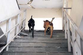 Stray dogs roam freely on its premises in Sector 71, Mohali