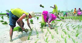 Labourers busy transplanting paddy in a Jalandhar village.