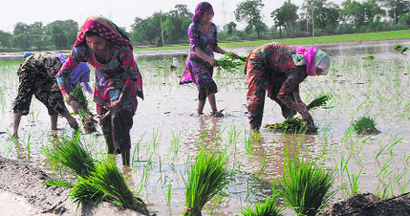 Women folk busy transplanting paddy at a village on the Bathinda-Malout road on Friday.
