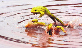 As the sky opened up, a frog emerges from a pond in Kharar on Friday.