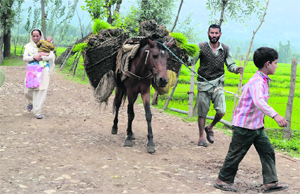A farmer and his son carry paddy saplings on a horse at Sopore in Baramulla.