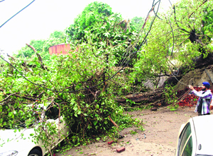 A tree fell on a parked car at Daresi in Ludhiana on Saturday. 