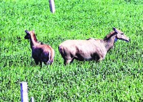 Neelgai grazing in a farmers fields in Rajpura on Sunday