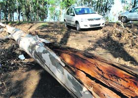 Rain fury in Patiala: Heavy rain on Saturday night took down several trees near Patiala