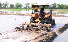 A farmer prepares his field for transplantation of paddy on the outskirts of Bathinda. A good spell of rain has prompted many farmers to hasten the process of paddy transplantation.