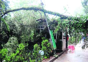 An uprooted tree damages property at Company Garden in Mussoorie