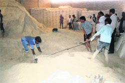 Rescuers trying to trace bodies of labourers buried alive under guar powder when a wall collapsed in a guar factory at Hindwan in Hisar on Monday. A Tribune photograph
