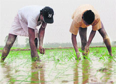Farmers sow paddy in a village in Ambala district.