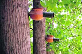 Shelter for house sparrows on the PAU campus in Ludhiana