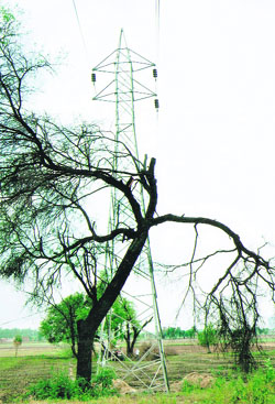 Power cables passing over trees in Kothe Amarpura.