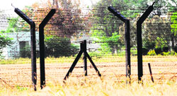 Wheat crop across the fence