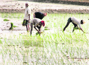 Farm workers transplant paddy saplings in Ludhiana.