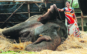 A volunteer helps take care of Bijlee in a temporary shelter in Mumbai on Wednesday. 