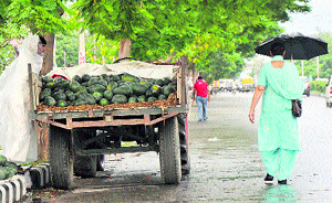 A watermelon vendor waits for customers as he wraps himself in a polythene sheet during the rain in Karnal.