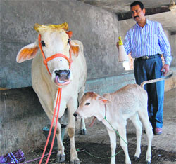 The cow, whose horns were cut, being taken care of on the premises of the Society for Prevention of Cruelty to Animals in Amritsar on Friday. Photo: Sameer Sehgal