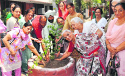 Members of the All-India Women Conference plant a sapling in Amritsar on Friday. A Tribune Photograph 