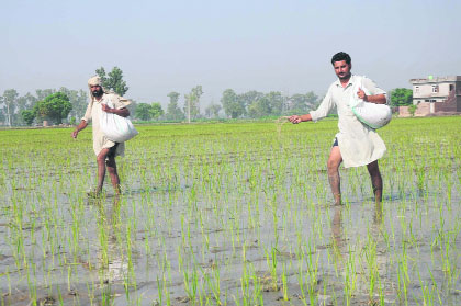 Farmers scatter pesticides in paddy fields at a village near Bathinda. 