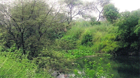 Drain no. 8 lies choked with wild grass and vegetation in Rohtak. Photo: Manoj Dhaka