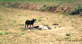 A black buck killed by stray dogs at Badopal in Fatehabad.