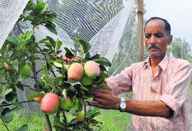 A worker shows an apple plant at a garden in Dharamsala