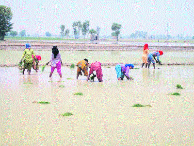 Women plant paddy in a field near Kaithal. 