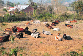 Stray cow herds rest in abandoned fields of farmers in the Lanj area of Kangra district. 
