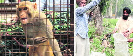 A monkey; and (right) a monitor lizard, which were rescued by officials of the Punjab Wildlife and Forest Department from a house in Gandhi Camp in Jalandhar on Tuesday morning. Photos: Sarabjit SIngh