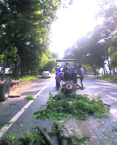 Trees axed near Lehra Bega village in Rampura Phul being removed from along the Bathinda-Zirakpur road.