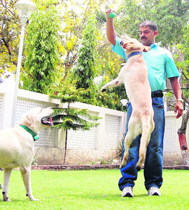A new sniffer dog procured by the Customs Department in Amritsar. 