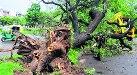 An uprooted tree on the road separating Sectors 20 and 23 by a dust storm in Chandigarh on Saturday.