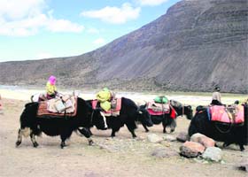 The first batch of Kailash Mansarowar pilgrims move on yaks in Tibet