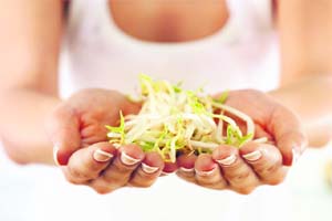 Sprouted soybeans should always be cooked before use