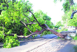 A tree uprooted during a thunderstorm near the Rose Garden in Bathinda. 