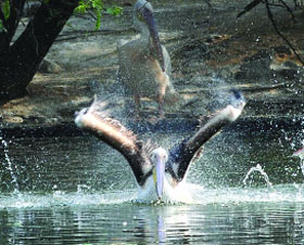 A pelican tries to catch some fish in a pond at Delhi Zoo on Sunday. 