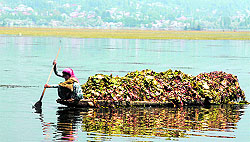 A woman transports weeds on a boat in the Dal Lake in Srinagar on Sunday