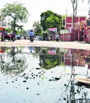 Is MC sleeping? Stagnant rainwater near Rani Jhansi Road is a perfect breeding ground for mosquitoes in Ludhiana.