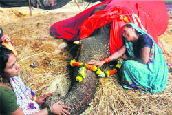 A caretaker mourns the death of ailing elephant Bijlee in Mumbai on Sunday. 