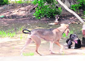 Stray dogs sit and roam freely in the historic Ram Bagh in Amritsar