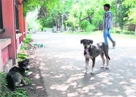 Stray dogs sit and roam freely in the historic Ram Bagh in Amritsar