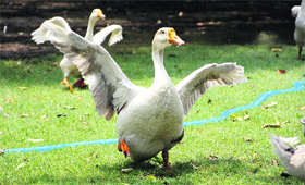 White ducks play on a grassy ground at the Tilyar tourist lake in Rohtak on Sunday.